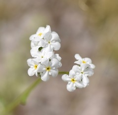 Cryptantha utahensis
