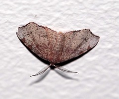 Achrosis