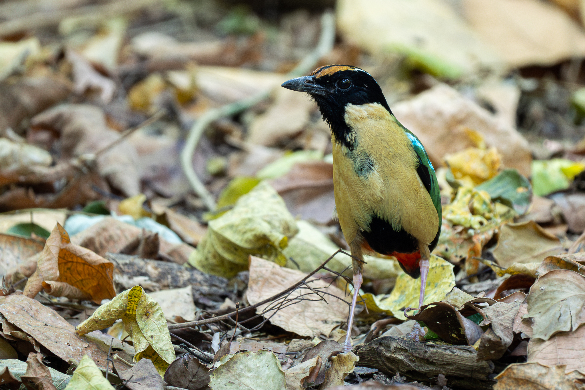 Ornate Pitta (Pitta concinna), photo 3