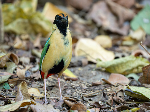 Ornate Pitta (Pitta concinna), photo 4