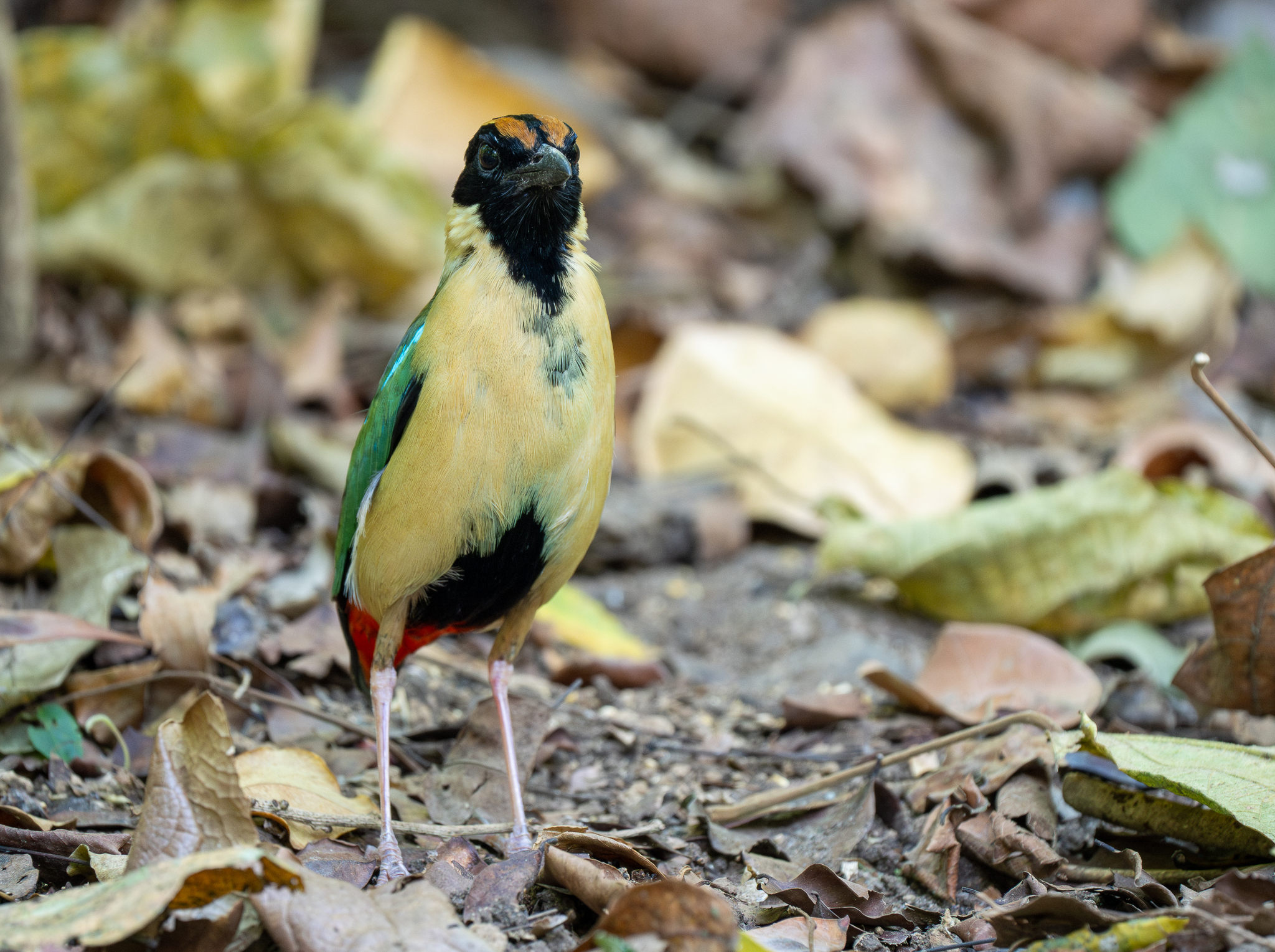 Ornate Pitta (Pitta concinna), photo 4