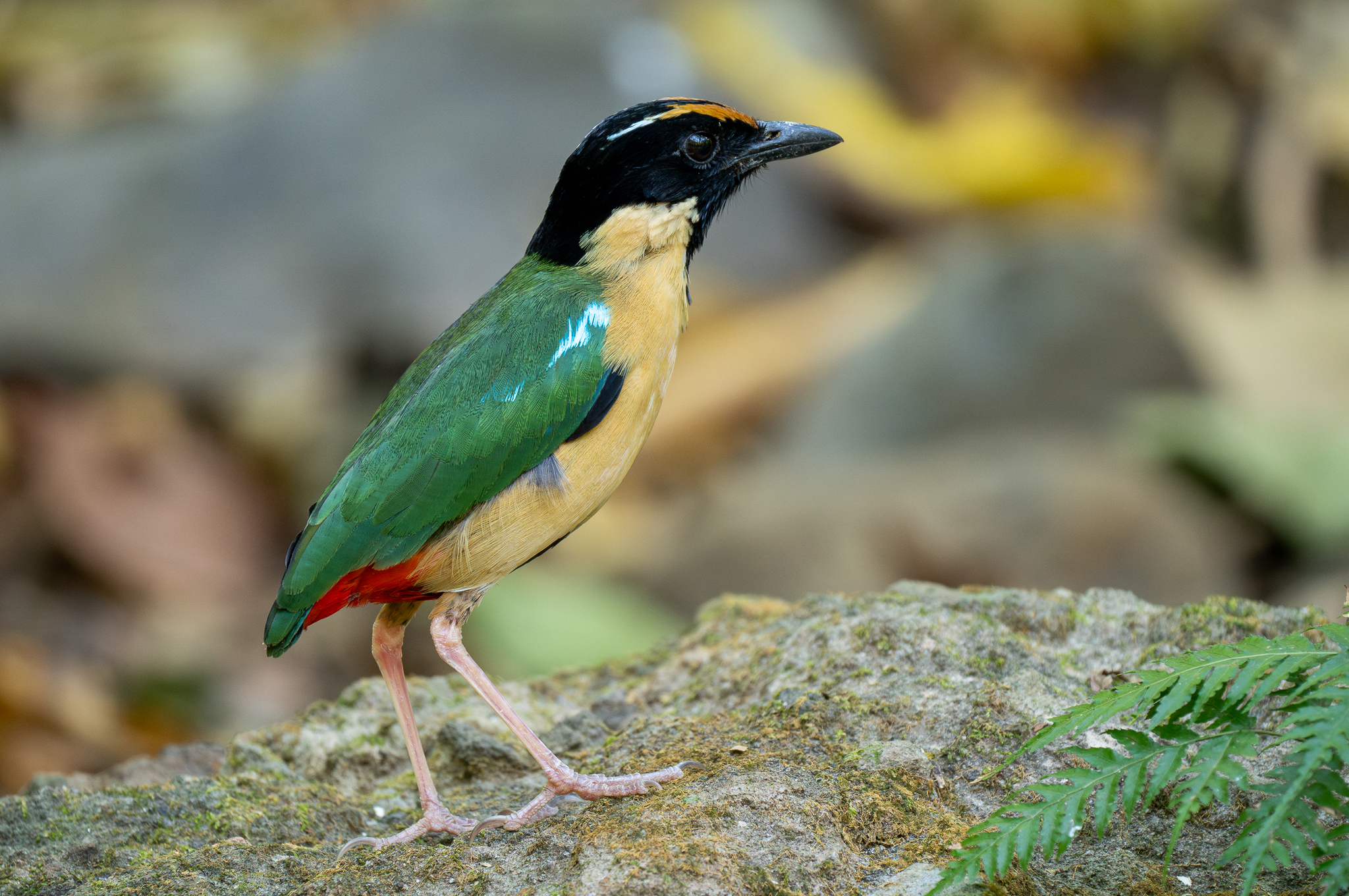 Ornate Pitta (Pitta concinna), photo 7