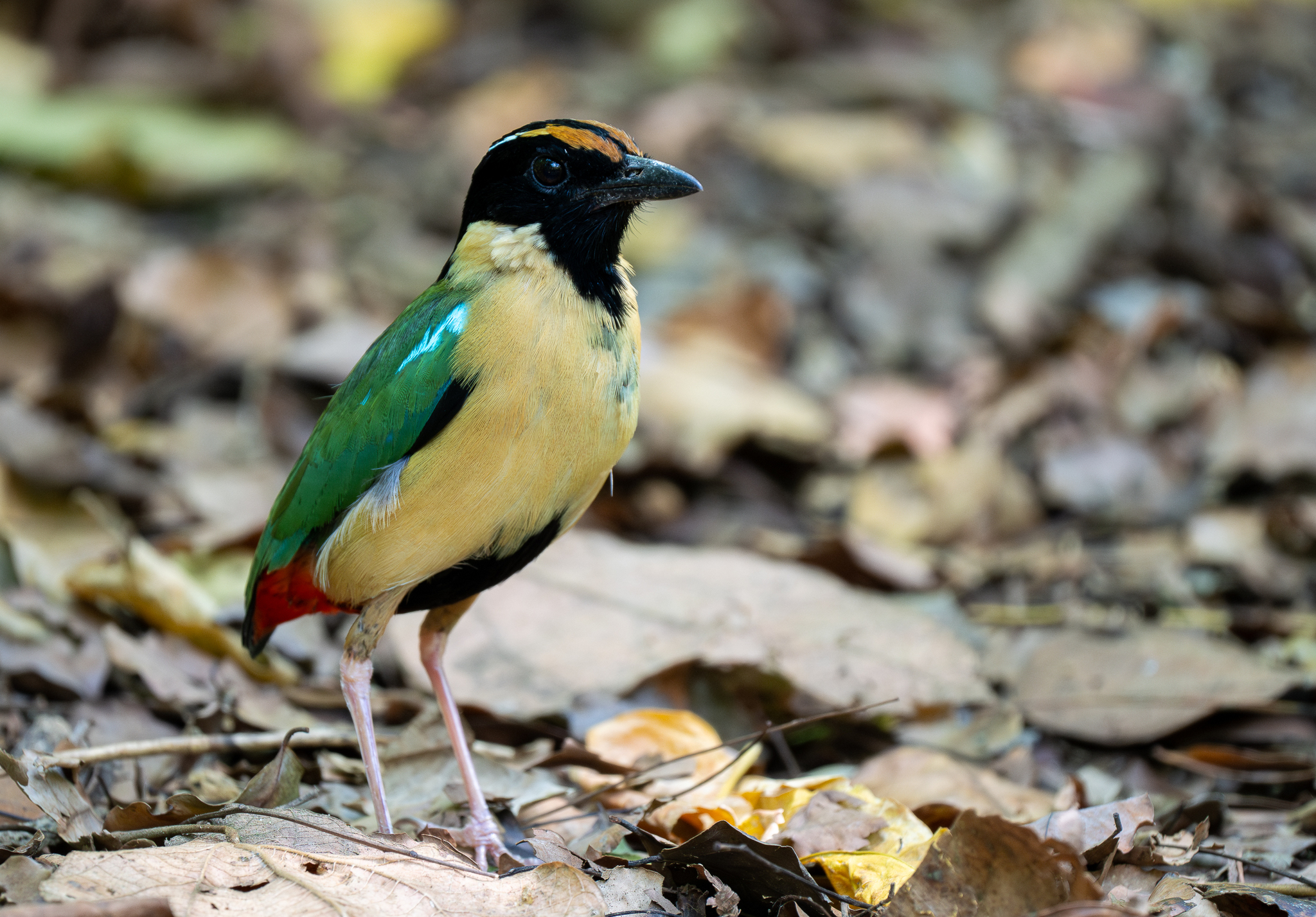 Ornate Pitta (Pitta concinna), photo 6