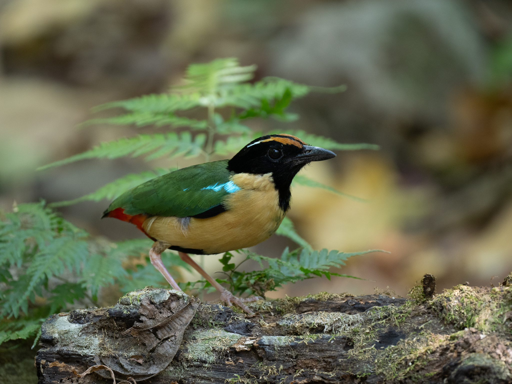 Ornate Pitta (Pitta concinna), photo 8