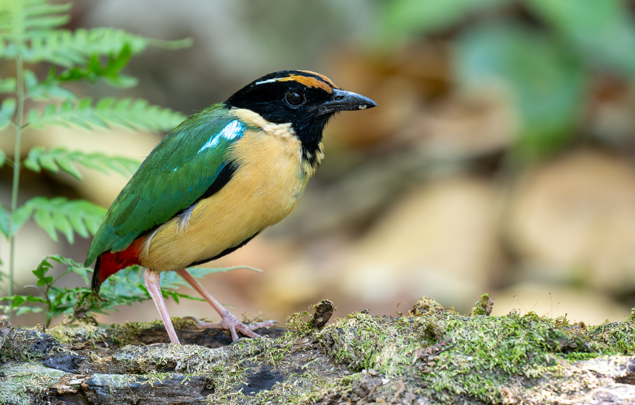 Ornate Pitta (Pitta concinna), photo 10