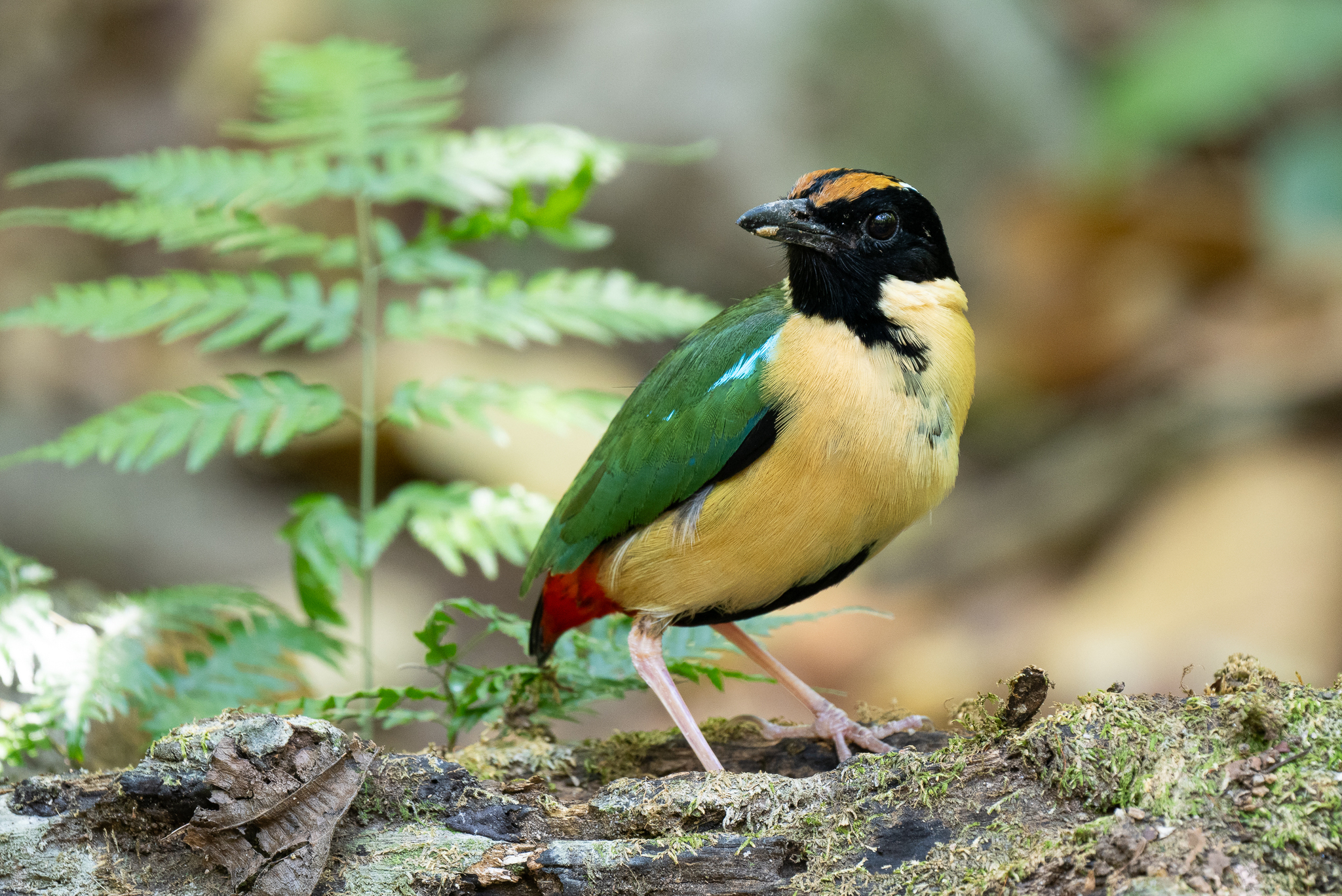 Ornate Pitta (Pitta concinna), photo 9