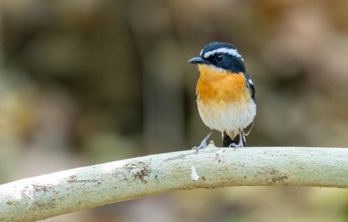 Rufous-chested Flycatcher (Ficedula dumetoria), photo 7