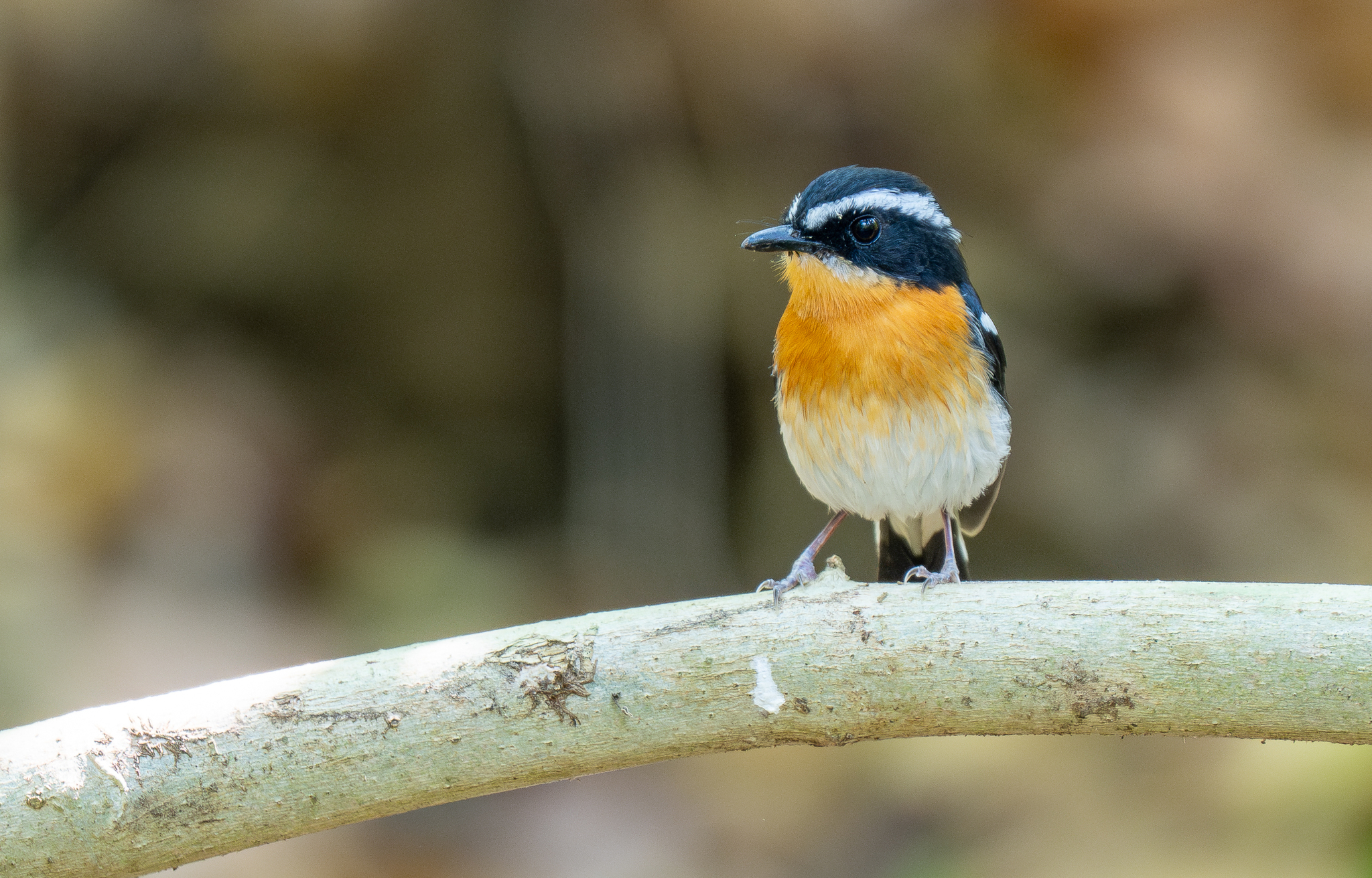 Rufous-chested Flycatcher (Ficedula dumetoria), photo 7