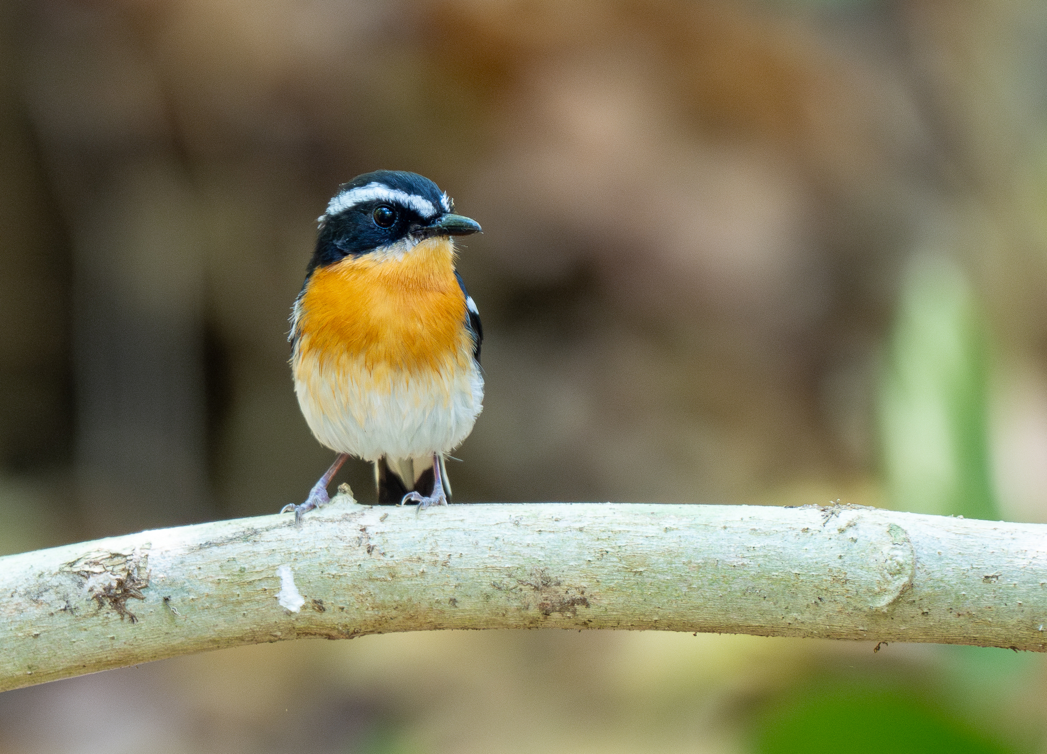 Rufous-chested Flycatcher (Ficedula dumetoria), photo 8