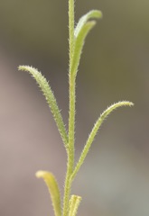 Cryptantha utahensis