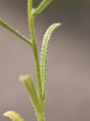 Cryptantha utahensis