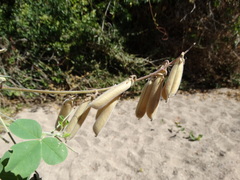 Crotalaria incana