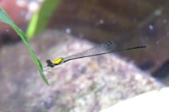 Protoneura sulfurata