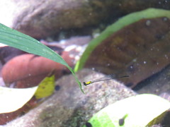 Protoneura sulfurata