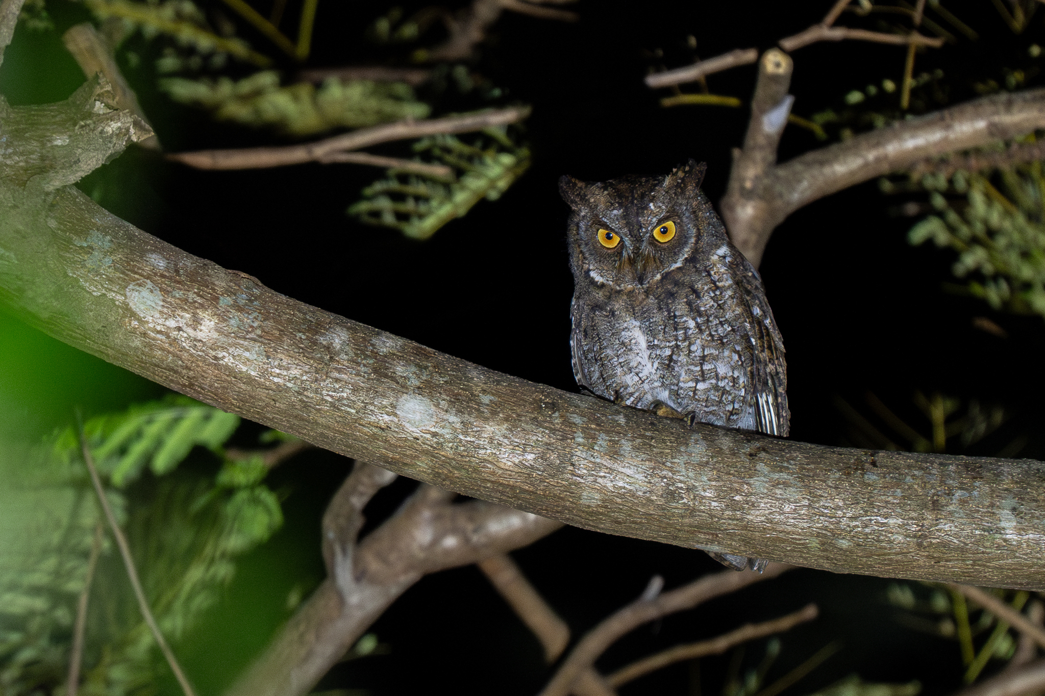 Rinjani Scops Owl (Otus jolandae), photo 2