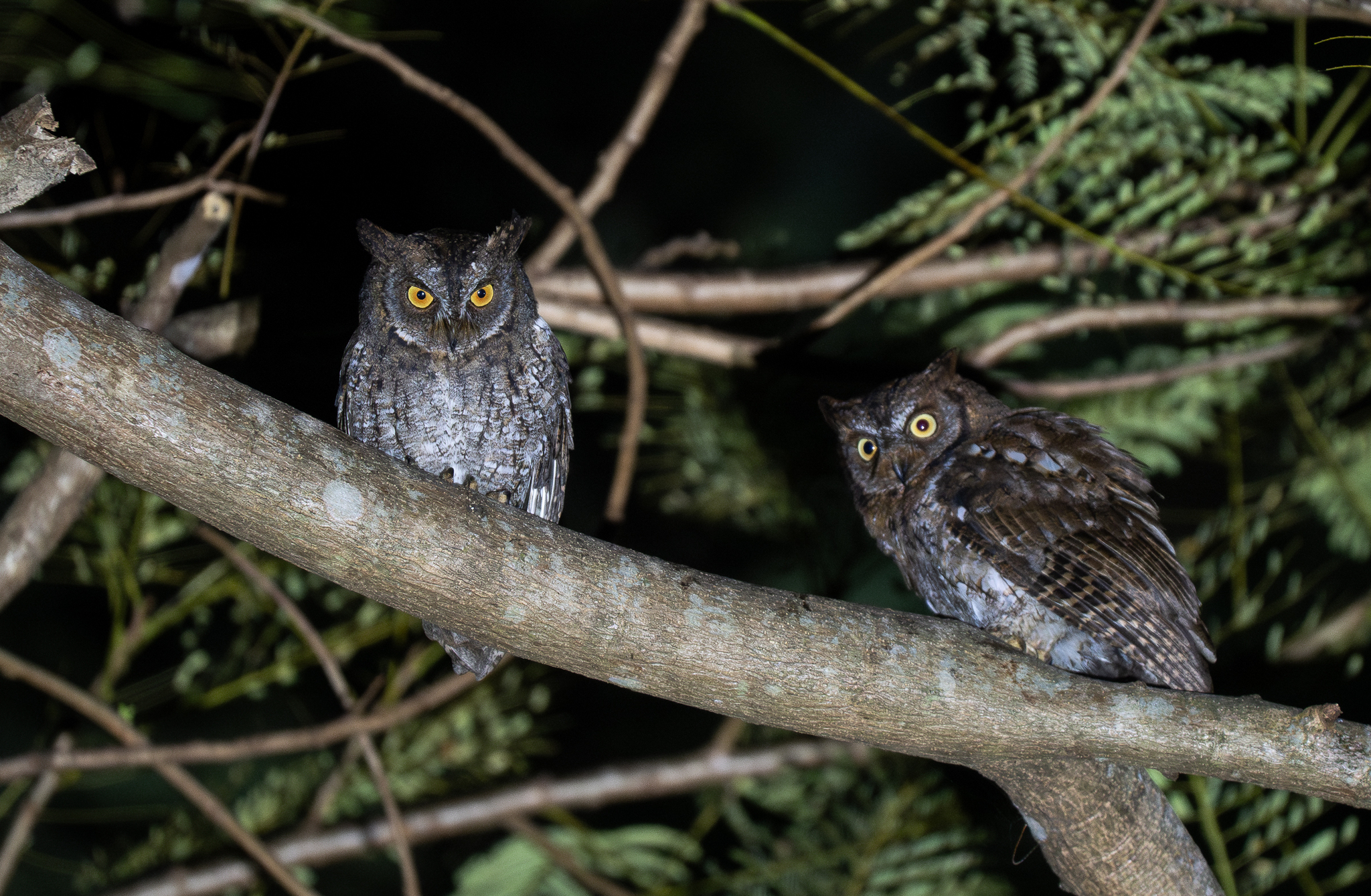 Rinjani Scops Owl (Otus jolandae), photo 3