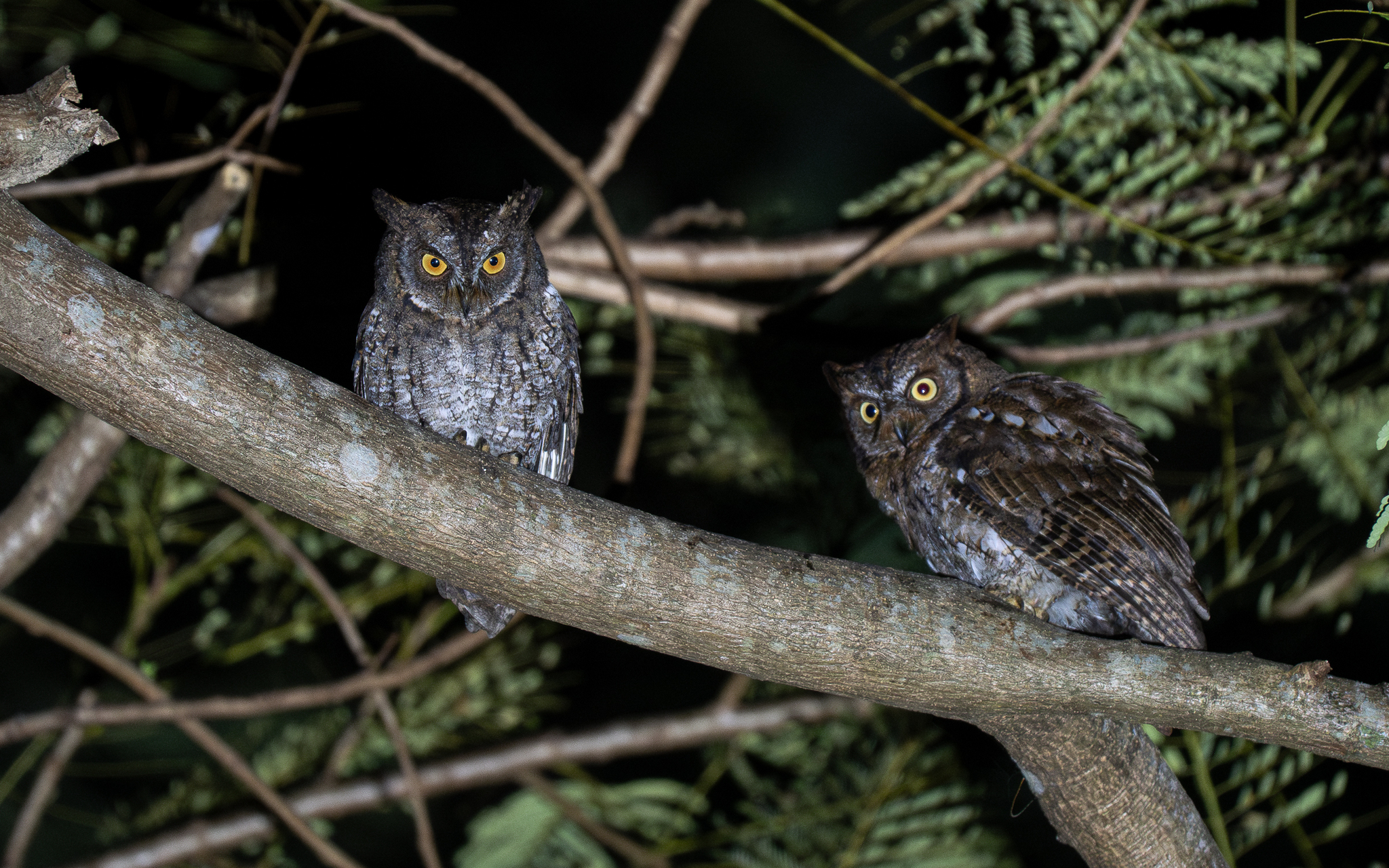 Rinjani Scops Owl (Otus jolandae), photo 4