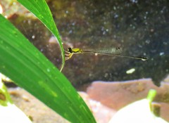 Protoneura sulfurata