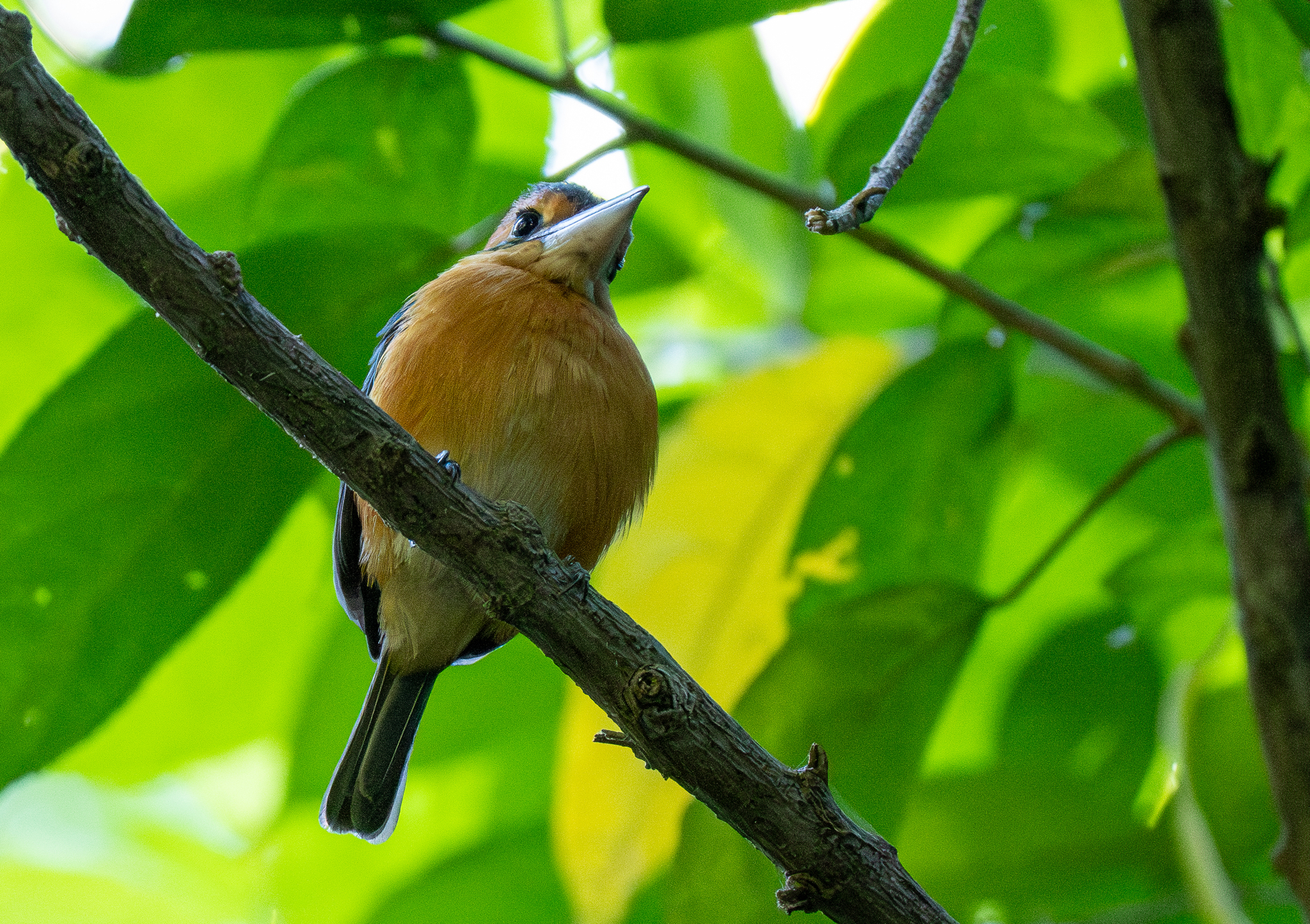 Cinnamon-banded Kingfisher (Todiramphus australasia), photo 4