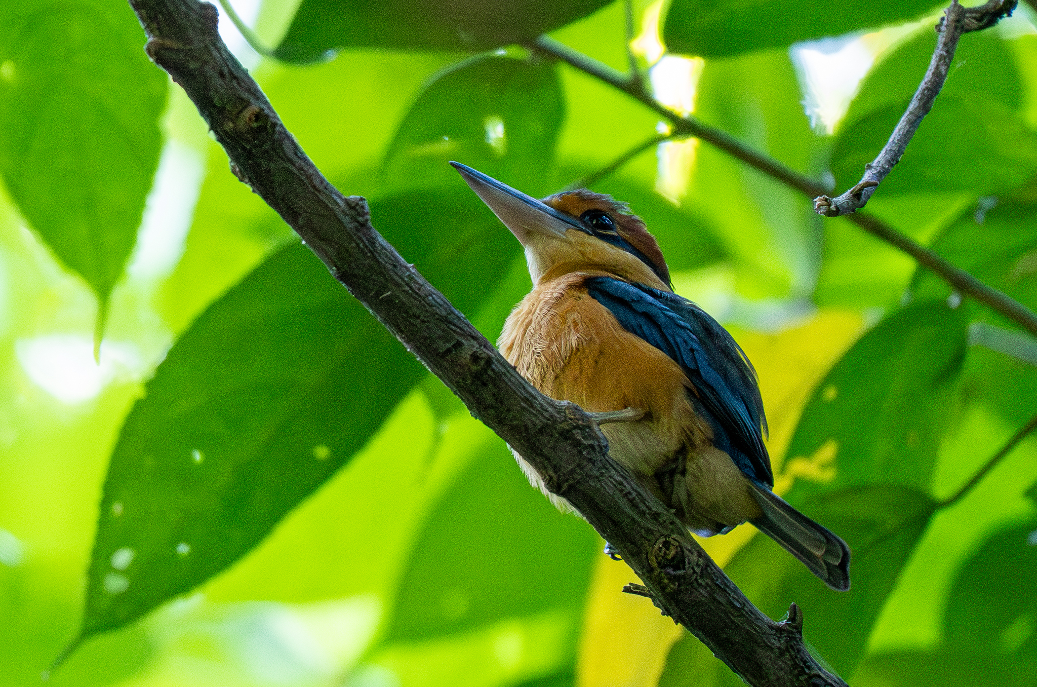 Cinnamon-banded Kingfisher (Todiramphus australasia), photo 2
