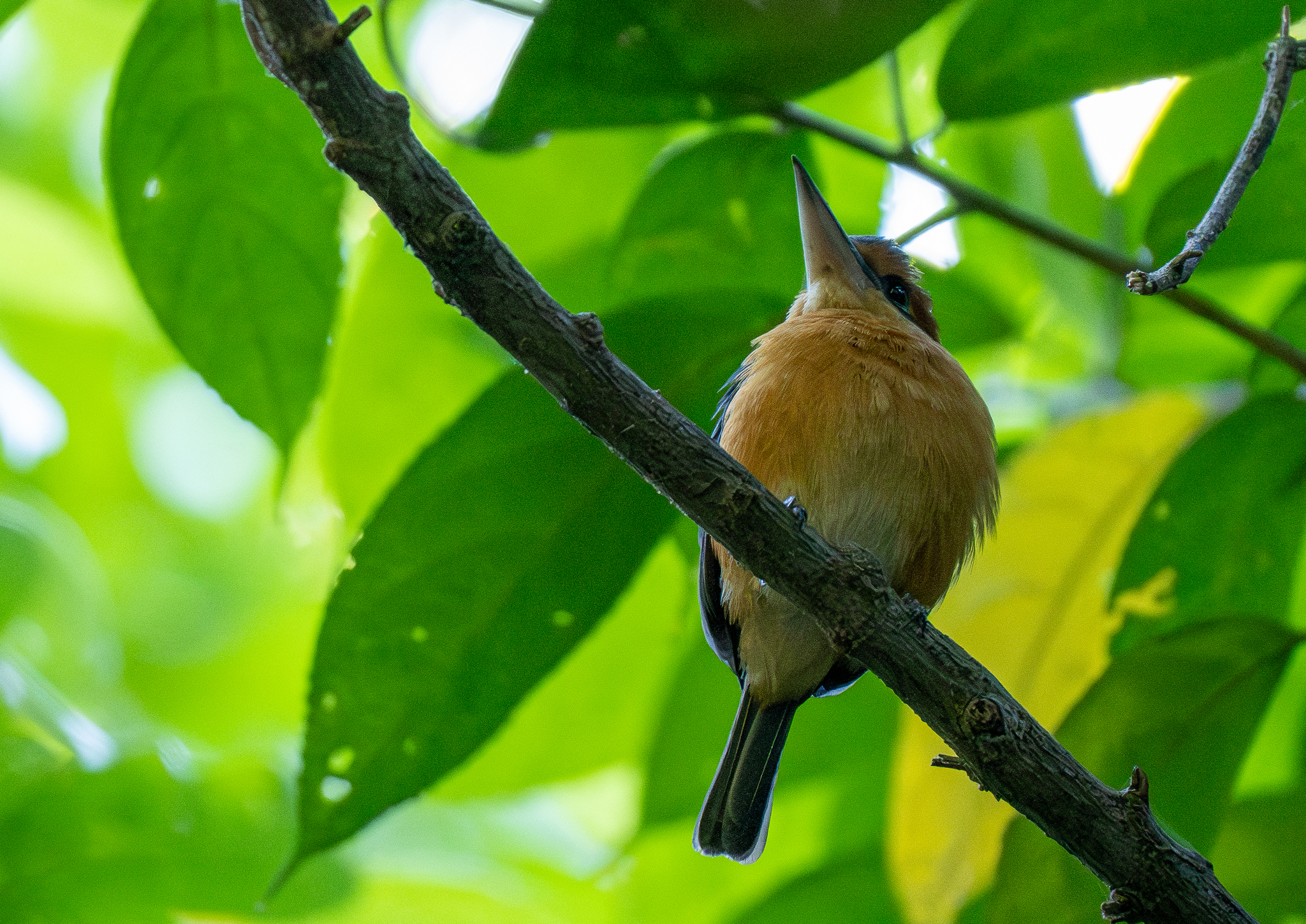 Cinnamon-banded Kingfisher (Todiramphus australasia), photo 3
