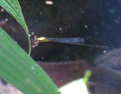 Protoneura sulfurata