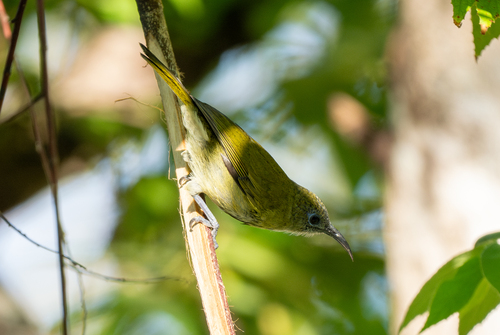 Scaly-crowned Honeyeater (Lichmera lombokia), photo 6