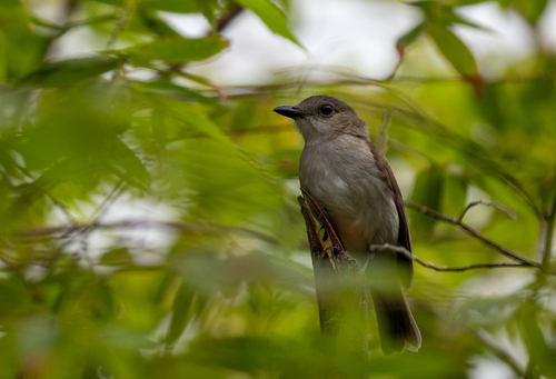 Mangrove Whistler (Pachycephala cinerea), photo 9