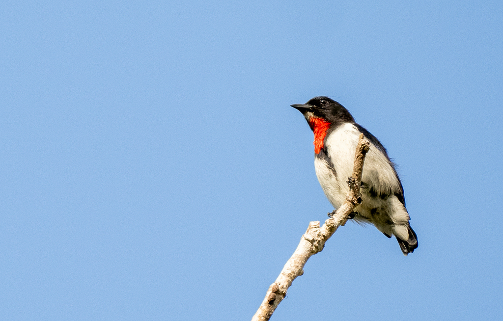 Blue-Cheeked Flowerpecker