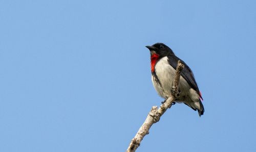 Red-chested Flowerpecker (Dicaeum maugei), photo 4