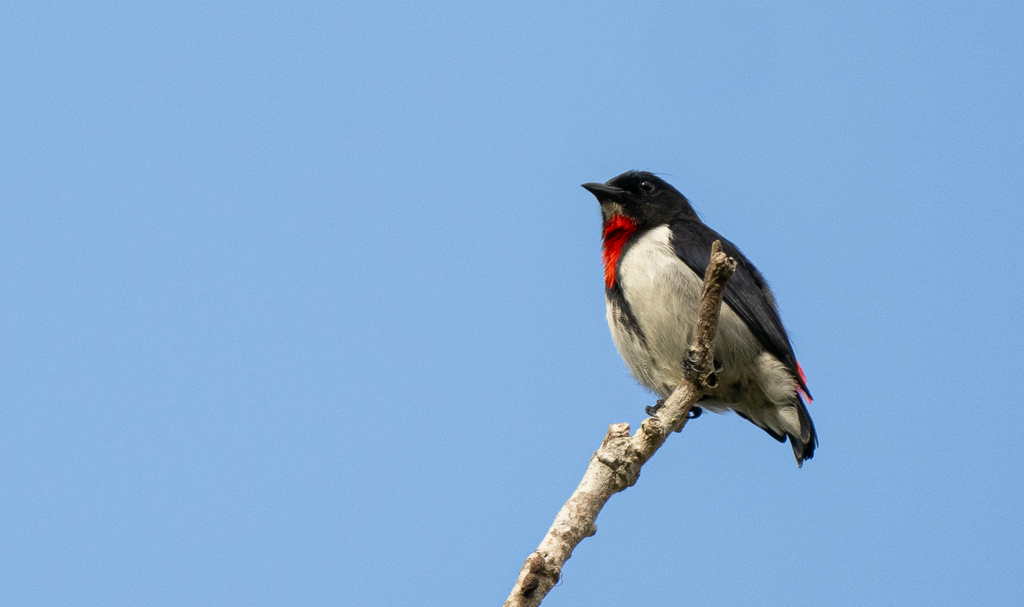 Red-chested Flowerpecker (Dicaeum maugei), photo 4