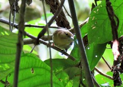 Thamnistes anabatinus