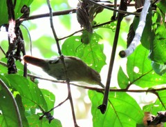 Thamnistes anabatinus