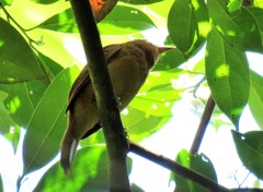 Rhytipterna holerythra