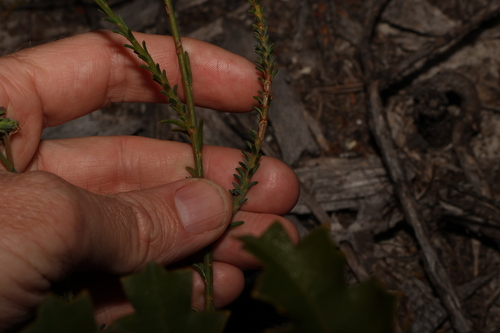 Image of Leschenaultia heteromera by (c) Greg Tasney, some rights reserved (CC BY-SA)