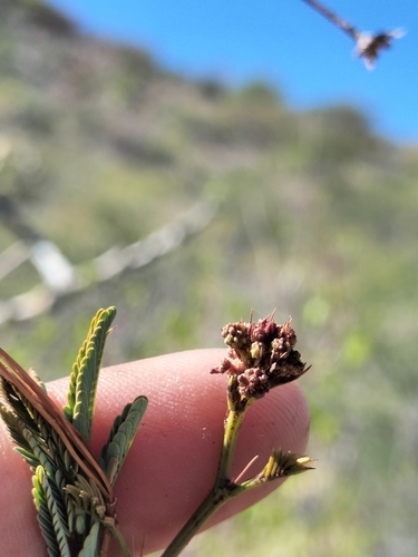Image of Desmanthus Fruticosus (Desmanthus fruticosus) by no rights reserved