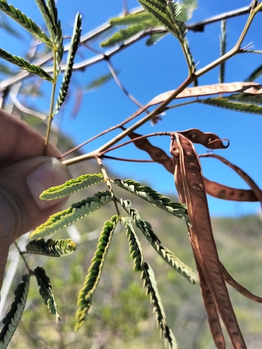 Image of Desmanthus Fruticosus (Desmanthus fruticosus) by no rights reserved