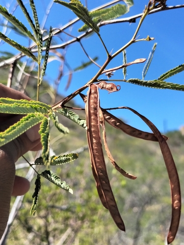 Image of Desmanthus Fruticosus (Desmanthus fruticosus) by no rights reserved