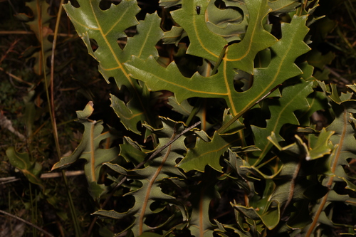 Image of Banksia repens by (c) Greg Tasney, some rights reserved (CC BY-SA)