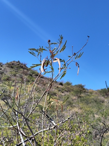 Image of Desmanthus Fruticosus (Desmanthus fruticosus) by no rights reserved