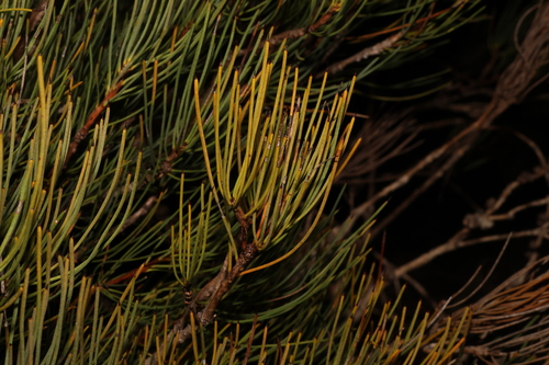 Image of Melaleuca gracilis by (c) Greg Tasney, some rights reserved (CC BY-SA)
