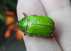 Brachysternus prasinus