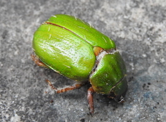 Brachysternus prasinus