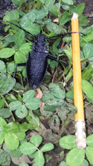 Psalidognathus friendii