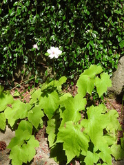 Brachysternus prasinus