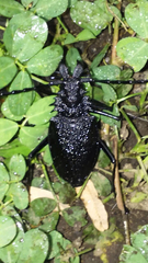 Psalidognathus friendii