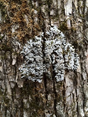 Physconia subpallida