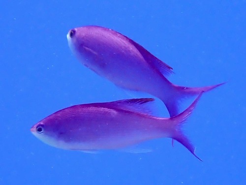 Purple queen anthias (Pseudanthias pascalus) — Serranidae — 2