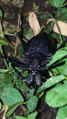 Psalidognathus friendii