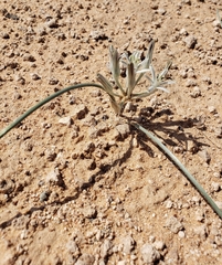 Androstephium breviflorum
